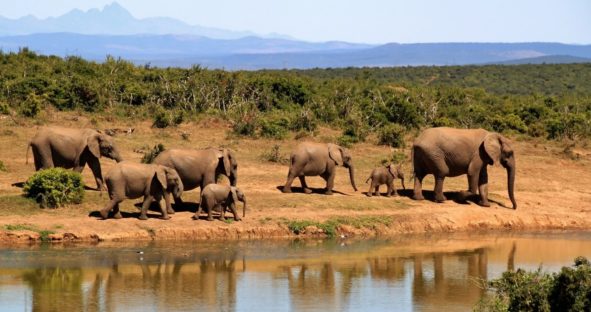 Detecting Elephant Herds with Machine Learning and Remote Sensing