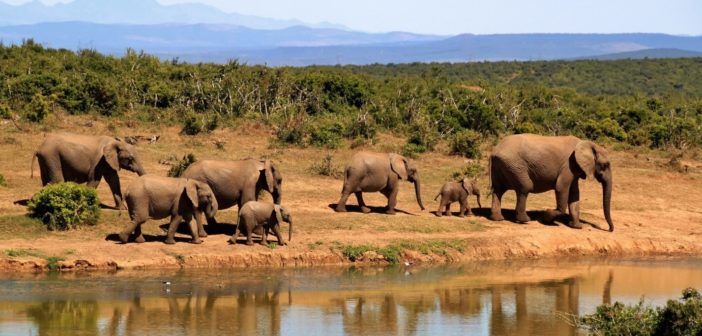 Monitoring Elephant Herds with Satellite Imagery and Machine Learning