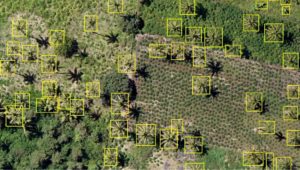 Automating detection of oil palm trees