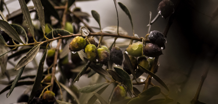 Detecting Olive Trees with ERDAS IMAGINE