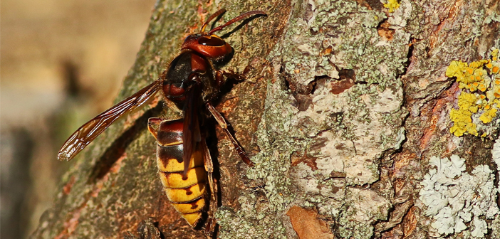 Asian Giant Hornet, nicknamed the "Murder Hornet" in the U.S.