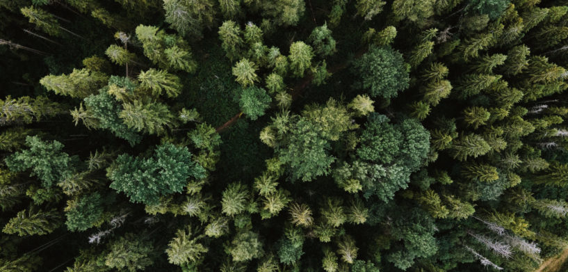 See the Forest for the Trees with M.App Enterprise 2021